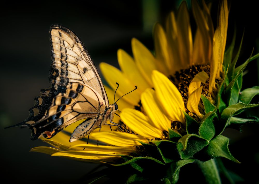 Fragile Light